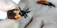 Cómo es el primer test molecular aprobado en Argentina para detectar Chagas en recién nacidos