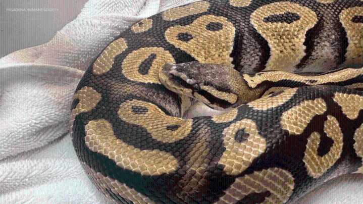 'Double-Double with a Snake?' Python found at Southern California In