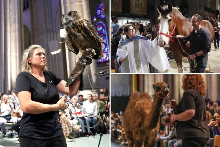 Pets flood NYC church for annual ‘blessing’ event, honoring dogs, turtles, parakeets and more