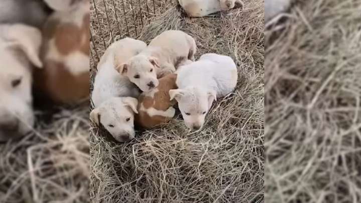 Connecticut Woman Heard Faint Noise Coming From A Barn Only To Discover Furry Surprises Inside