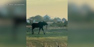 Moose sighting in central Nebraska