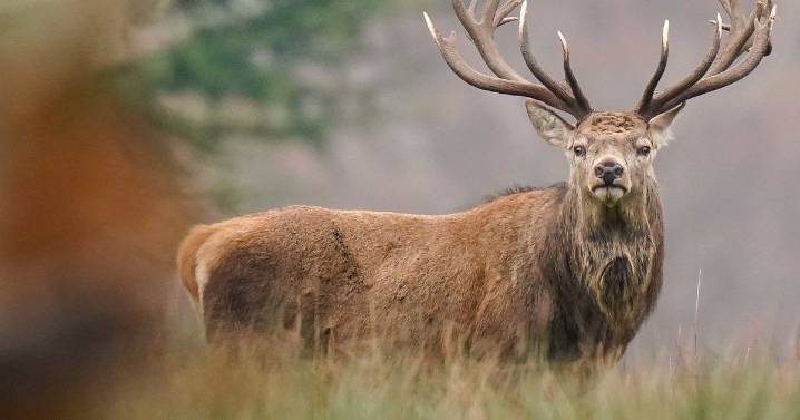 Suspected poachers arrested after deer remains discovered