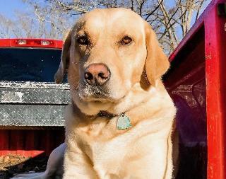 Pelahatchie family offering $500 reward to find their beloved dog ‘Sooner’