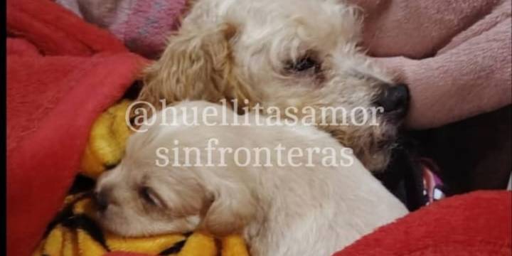 “Cereza” y “Cerecito”, perros rescatados de explosión de pipa en Iztapalapa, serán adoptados