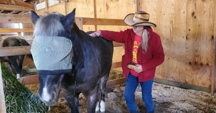 Facing possible closure, horse rescue scrambles for cash