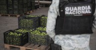 SSPC detiene a "Llanero" por extorsión a limoneros de Michoacán