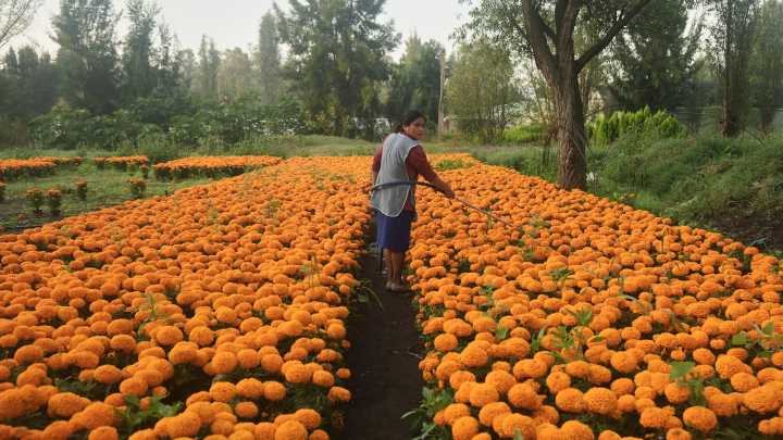 This orange flower cloaks Mexico during Day of the Dead. Climate change is putting it at risk