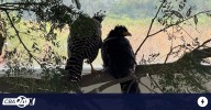 Cinco muitús criados en Córdoba fueron liberados en el Gran Parque Iberá