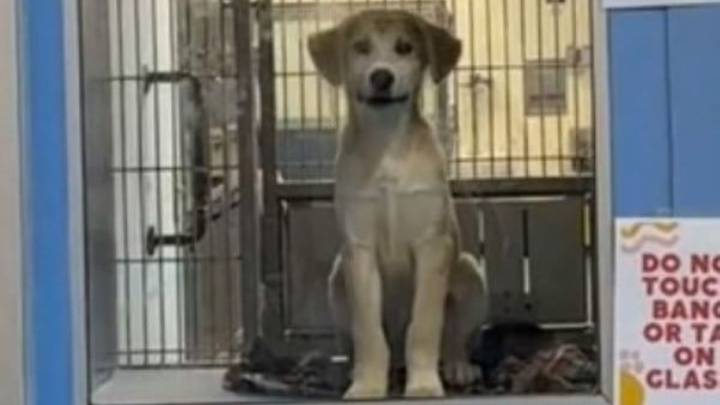Texas Couple Comes To The Shelter For A Chihuahua And Leaves With The Dog Who Chose Them