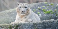 Frío extremo, montañas eternas y un sueño cumplido: así fue la travesía que logró imágenes inéditas de los leopardos de las nieves