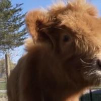 Mini cows bring big mental health benefits to Michigan communities