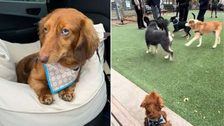 Woman Visits A New Jersey Park With Her Dog, What She Experiences Next Stuns Her