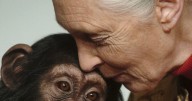 Opinion: Jane Goodall helped humans understand their place in the world