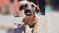 Alertan sobre sujeto que deja alimentos con vidrios a animales en situación de calle en Parral