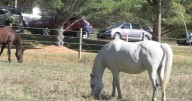 Reigning Hope Ranch in Orrington offers healing through horses