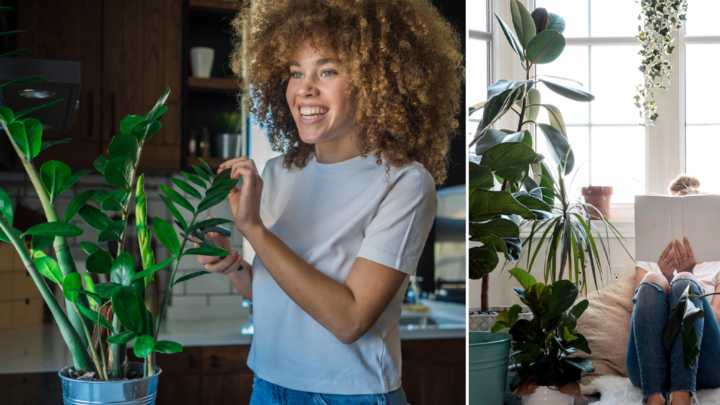 Cinco plantas ideales para personas olvidadizas: no se mueren, aunque pase días sin regarlas