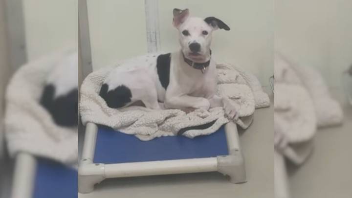 Pennsylvania Shelter Heartbroken Over A Dog Left Behind As Siblings Are Adopted Into Loving Homes