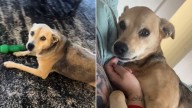Arizona Dog’s DNA Test Reveals Surprising Breed Mix, Leaving Couple In Shock