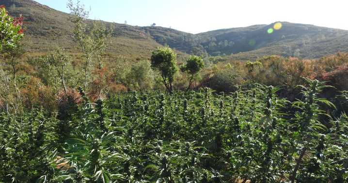 Illegal marijuana grow worth nearly $500,000 eradicated from California's Calaveras County