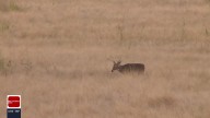 Tribal Nations dispute claims in "reminder" from State of Oklahoma on hunting and fishing licenses