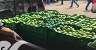 García Harfuch viajará a Michoacán para atender extorsión a limoneros