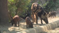 Feral hogs spotted at Coppell apartment complex