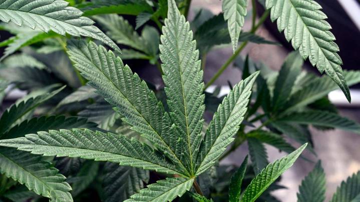 Omnium Health, LI cannabis distributor, accused by regulators of letting unlicensed companies sell through its Hauppauge warehouse