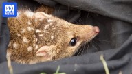 Criticism over rodenticide review delays as study finds poison in northern quolls