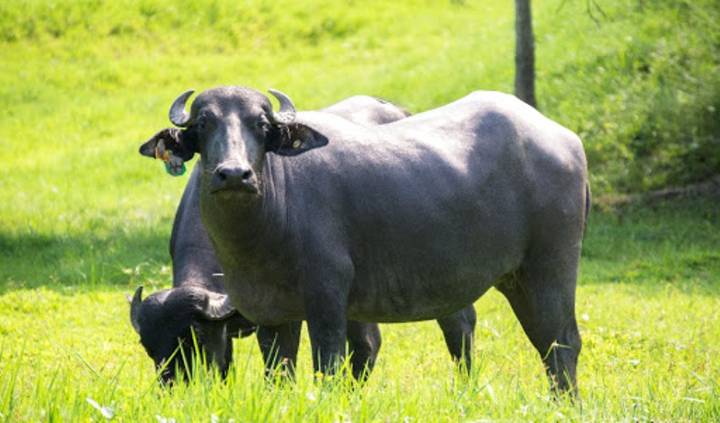 Grupo “La Gloria” ataca nuevamente a productor deltano hurtándole dos búfalos