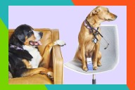 Get vet-approved CBD gummies, oils, balms and more 