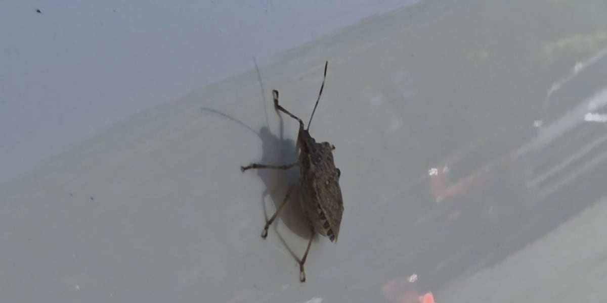 Fall weather leads to the return of stink bugs in the Ozarks