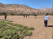 Tenían armas, vigilaban tres plantaciones de marihuana y fueron condenados en Vicuña
