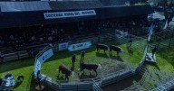 Expo Bovinos 2025: así fueron los precios de venta del remate realizado en Junín de los Andes