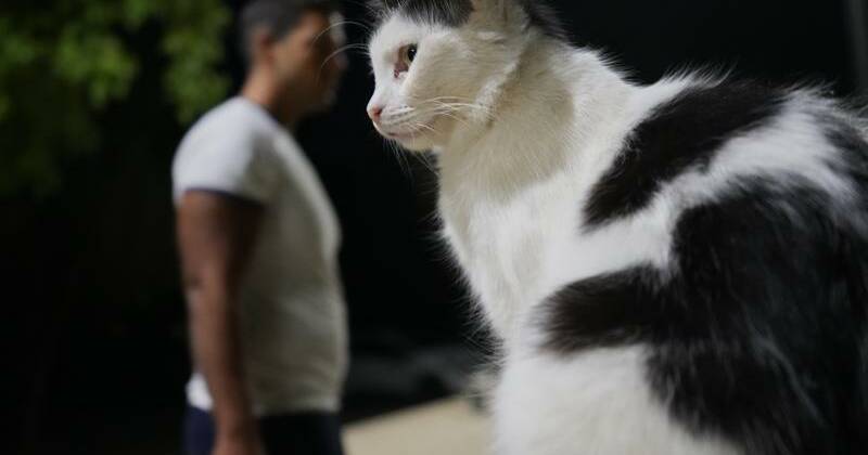 Cats might outnumber people on feline