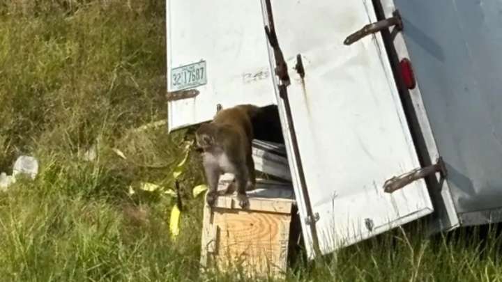 Mono Escapa, Luego de Accidente de Camión en Mississippi, Estados Unidos