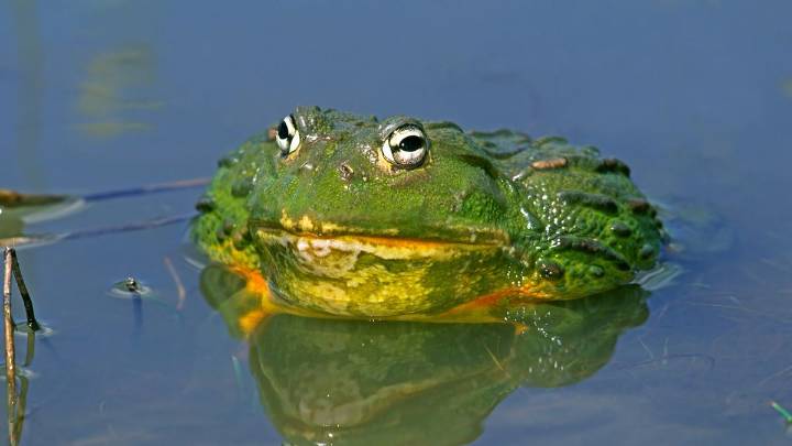 Pixie Frog: This Giant African Bullfrog Is Neither Dainty Nor Magical