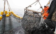 Gobierno perdona a la industria anchovetera y las libera del control de cuotas por "condiciones anómalas" del mar