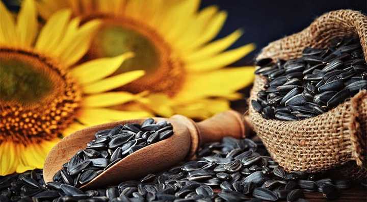 Propiedades y beneficios de las semillas de girasol: por estas razones los nutricionistas las recomiendan