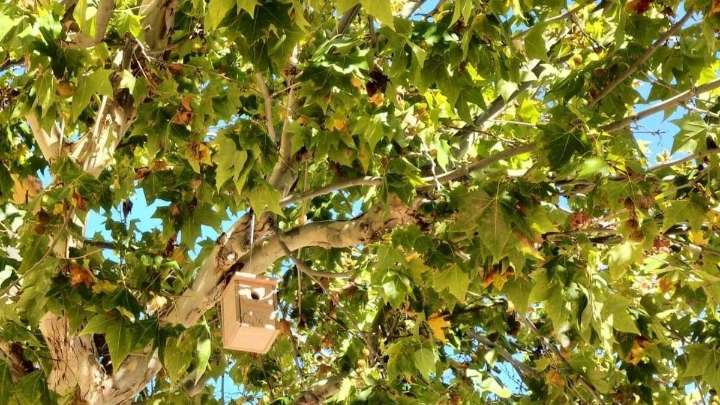 Hoteles para aves, murciélagos e insectos: instalarán 120 refugios en Málaga para sus nidos