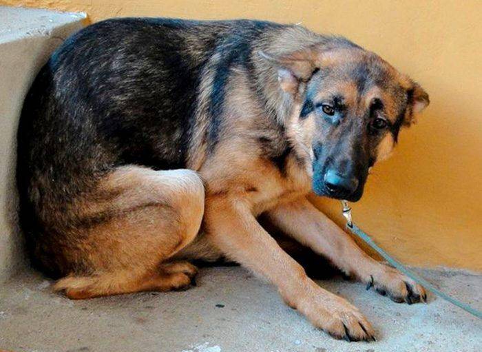 Ofrecen 10 millones por información de violador de 7 animales en Cumaral