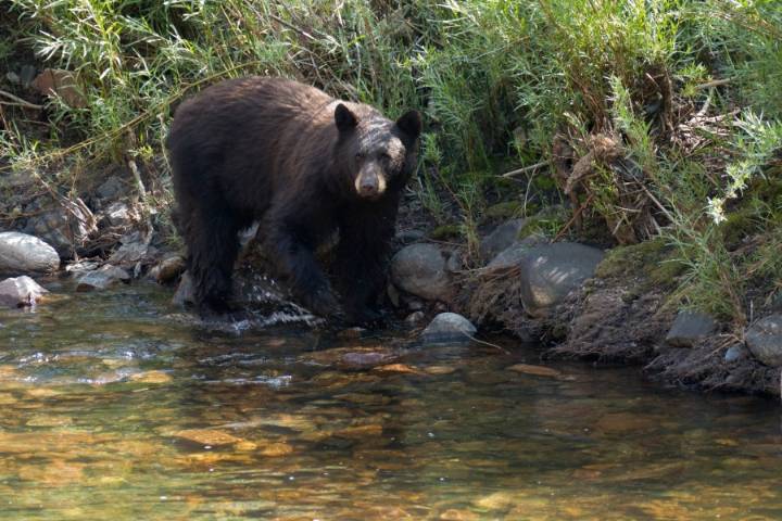 Missouri man may have been killed by bear in Arkansas