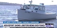 Commission believes lobsters are being overfished off Maine, Massachusetts as population declines