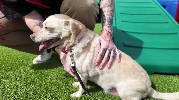 Missing dog found in Florida finally reunited with family