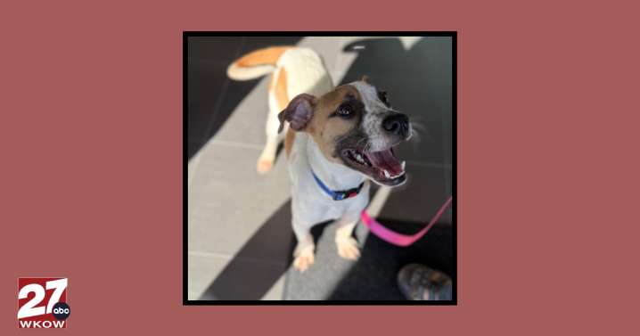 Pet of the Week: Meet Joe!