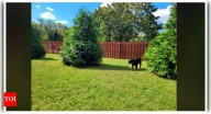Optical illusion: Only those with hawk eyes can spot the ‘other’ dog in this picture in under 10 seconds