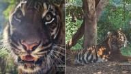 Heartbreak at Perth Zoo as beloved Sumatran tiger Jaya dies after cancer battle