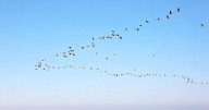 Millions of Birds Are Migrating — Here’s How To Help Keep Them Safe