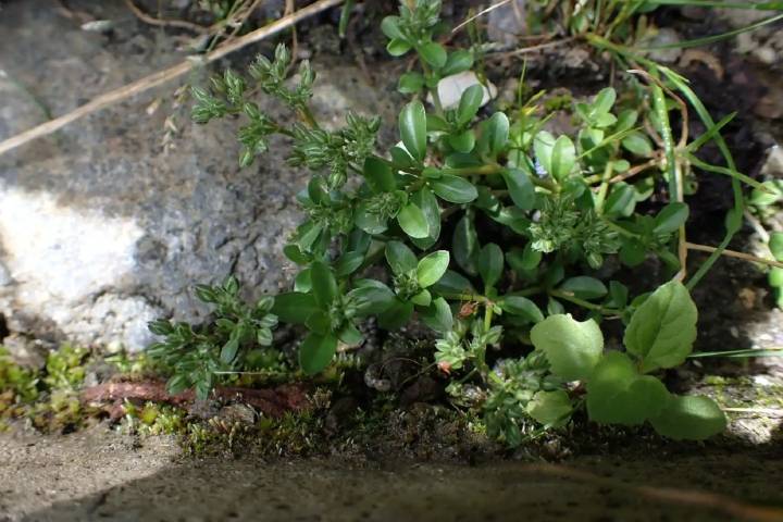 Científicos descubren subespecie de planta endémica que crece en los andes peruanos