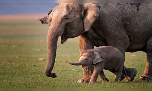 Delhi, Kerala take strides in promoting eco-tourism and conserving wildlife