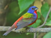 YUCATÁN | Más de mil millones de aves emigran desde EE. UU. y Canadá  hacia la entidad este otoño; organizaciones llaman a frenar la caza furtiva de especies protegidas